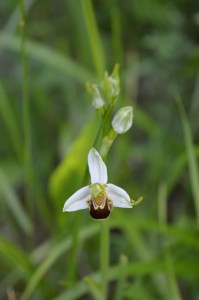 Ophrys abeille blanche