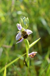 Ophrys abeille rose pâle