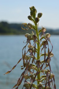Orchis bouc sur fond de lac